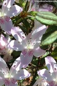 Attēlu rezultāti vaicājumam “Badhamia lilacina sessile”