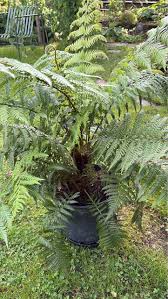 Attēlu rezultāti vaicājumam “Dicranella cerviculata”