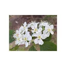 Attēlu rezultāti vaicājumam “Crataegus macracantha flower”