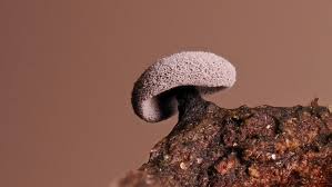 Attēlu rezultāti vaicājumam “Didymium clavus”