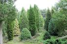 cultivar or varietal name. - via Daymix