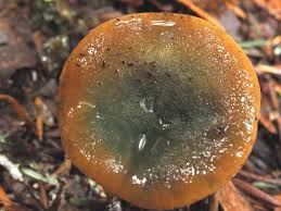 Attēlu rezultāti vaicājumam “Lactarius”