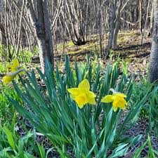 Attēlu rezultāti vaicājumam “Narcissus leaf”