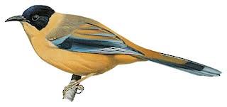 Attēlu rezultāti vaicājumam “Rabdophaga heterobia”