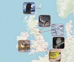 Image result for England Staffordshire Birding Club