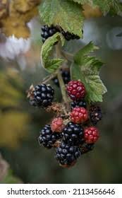 Attēlu rezultāti vaicājumam “Rubus plicatus fruit”