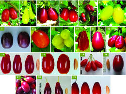 Attēlu rezultāti vaicājumam “Cornus mas fruit”