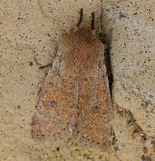 Attēlu rezultāti vaicājumam “Orthosia cruda”