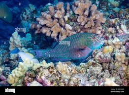 Image result for Calotomus carolinus