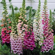 Image result for Digitalis purpurea