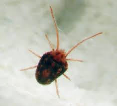 Attēlu rezultāti vaicājumam “Bryobia praetiosa”