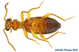 Attēlu rezultāti vaicājumam “Anthicidae”