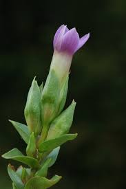 Attēlu rezultāti vaicājumam “Gentianella campestris”
