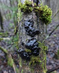 Attēlu rezultāti vaicājumam “Exidia glandulosa”