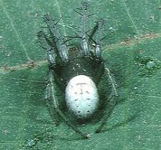 Attēlu rezultāti vaicājumam “Araneus quadratus male”