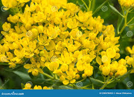 Attēlu rezultāti vaicājumam “Euphorbia virgata”