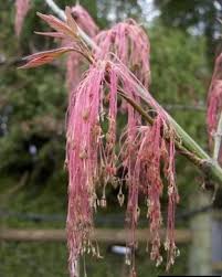 Attēlu rezultāti vaicājumam “Acer negundo female flower”