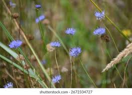 Attēlu rezultāti vaicājumam “Jasione montana leaf”