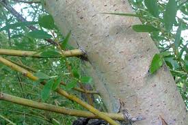 Attēlu rezultāti vaicājumam “Salix alba var. vitellina”