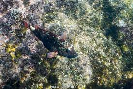 Image result for Sparisoma frondosum