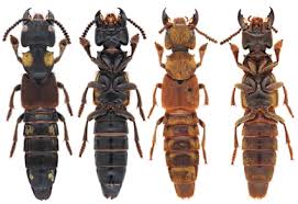 Attēlu rezultāti vaicājumam “Staphylinidae”