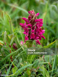 Attēlu rezultāti vaicājumam “Dactylorhiza incarnata flower”