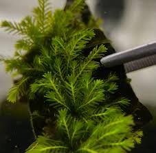 Attēlu rezultāti vaicājumam “Fissidens adianthoides”