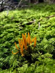 Attēlu rezultāti vaicājumam “Calocera viscosa”
