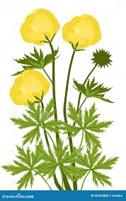 Attēlu rezultāti vaicājumam “Trollius europaeus fruit”