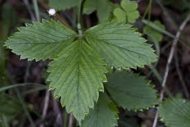 Attēlu rezultāti vaicājumam “Fragaria vesca leaf”