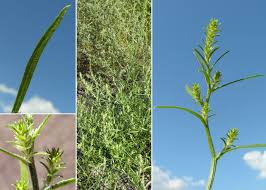 Attēlu rezultāti vaicājumam “Corispermum hyssopifolium”