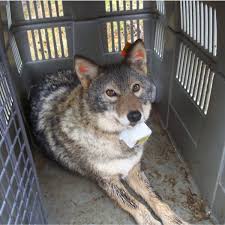 Image result for Hartlepool Coyotes