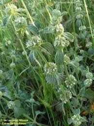 Image result for Marrubium vulgare