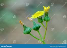 Attēlu rezultāti vaicājumam “Sonchus oleraceus bud”