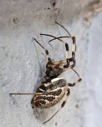 Attēlu rezultāti vaicājumam “Araneidae”