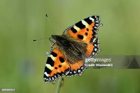 Attēlu rezultāti vaicājumam “Aglais urticae”