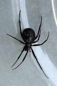 Attēlu rezultāti vaicājumam “Steatoda grossa”