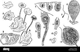 Attēlu rezultāti vaicājumam “Herzogiella seligeri sporophyte”