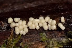 Attēlu rezultāti vaicājumam “Trichia sp.”