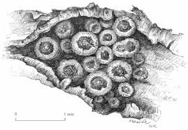 Attēlu rezultāti vaicājumam “Craterium leucocephalum var. scyphoides”