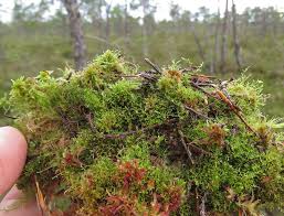 Attēlu rezultāti vaicājumam “Kurzia pauciflora”