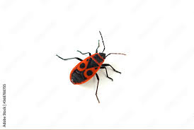 Attēlu rezultāti vaicājumam “Pyrrhocoris apterus”