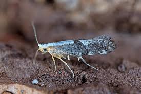 Attēlu rezultāti vaicājumam “Argyresthia spinosella”