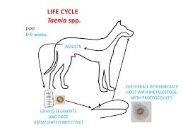 Image result for cestoda excrement dog