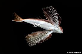 Image result for Dactylopterus volitans