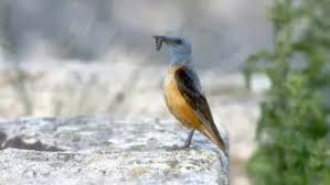 Image result for Monticola saxatilis