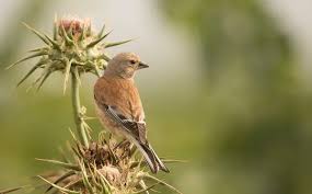 Attēlu rezultāti vaicājumam “Carduelis cannabina”