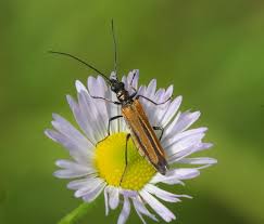 Attēlu rezultāti vaicājumam “Oedemera femorata”