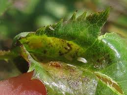 Attēlu rezultāti vaicājumam “Rabdophaga heterobia”