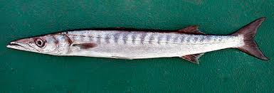 Image result for Sphyraena viridensis